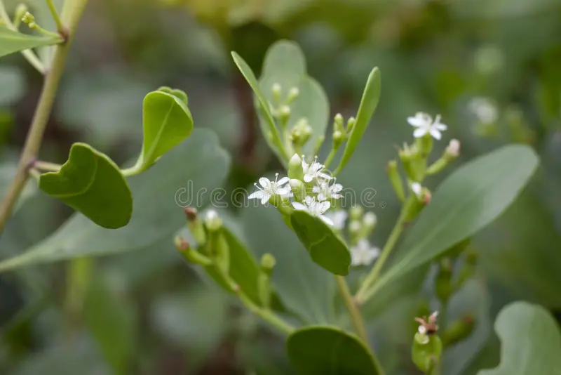 Lumnitzera blanc